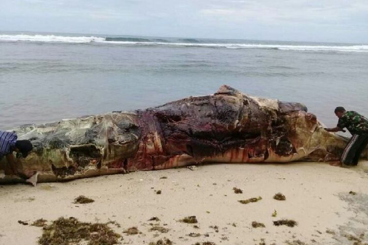 baikai ikan paus terdampar di kab.kaur provinsi bengkulu