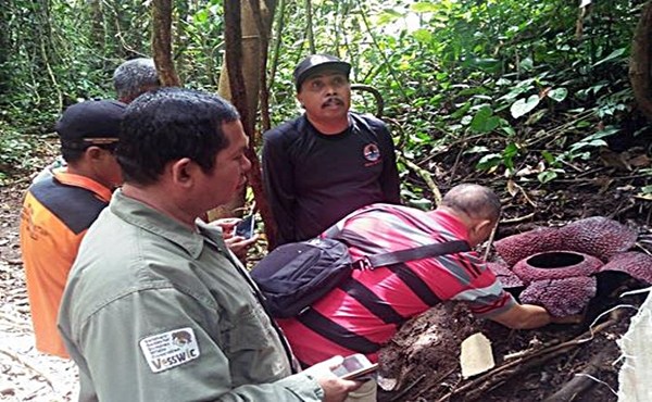 Bunga Rafflesia