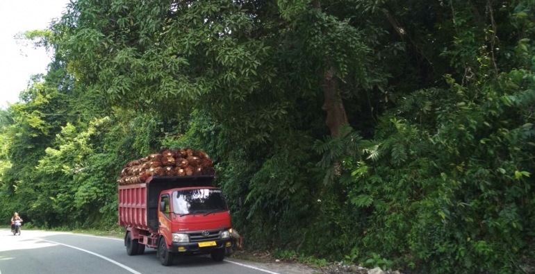 Truk Pengangkut Sawit