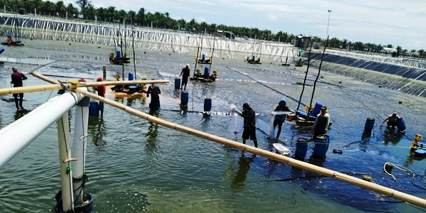Sidak tambak udang SAM