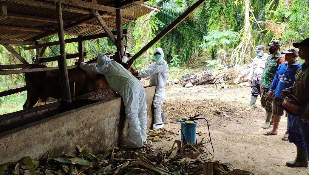 Cegah PMK, Dinas Peternakan Seluma dan Bhabinkamtibmas Lakukan Vaksinasi dan Penyemprotan Disinfektan