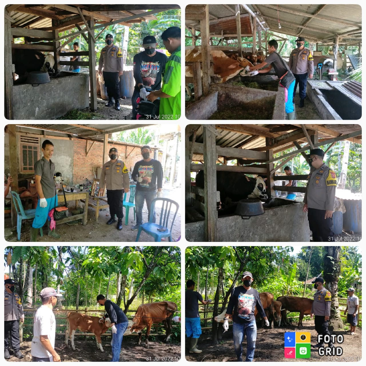  Bhabinkamtibmas Polsek Sukaraja Dampingi Dinas Peternakan Lakukan Vaksinasi PMK