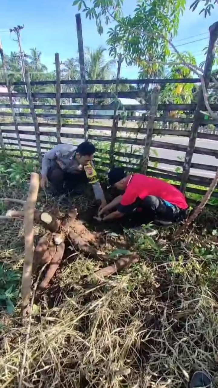 Tingkatkan Ketahananan Pangan, Bhabinkamtibmas Polsek Air Besi Hadiri Panen Raya Singkong dan Kates di Desa Air Napal