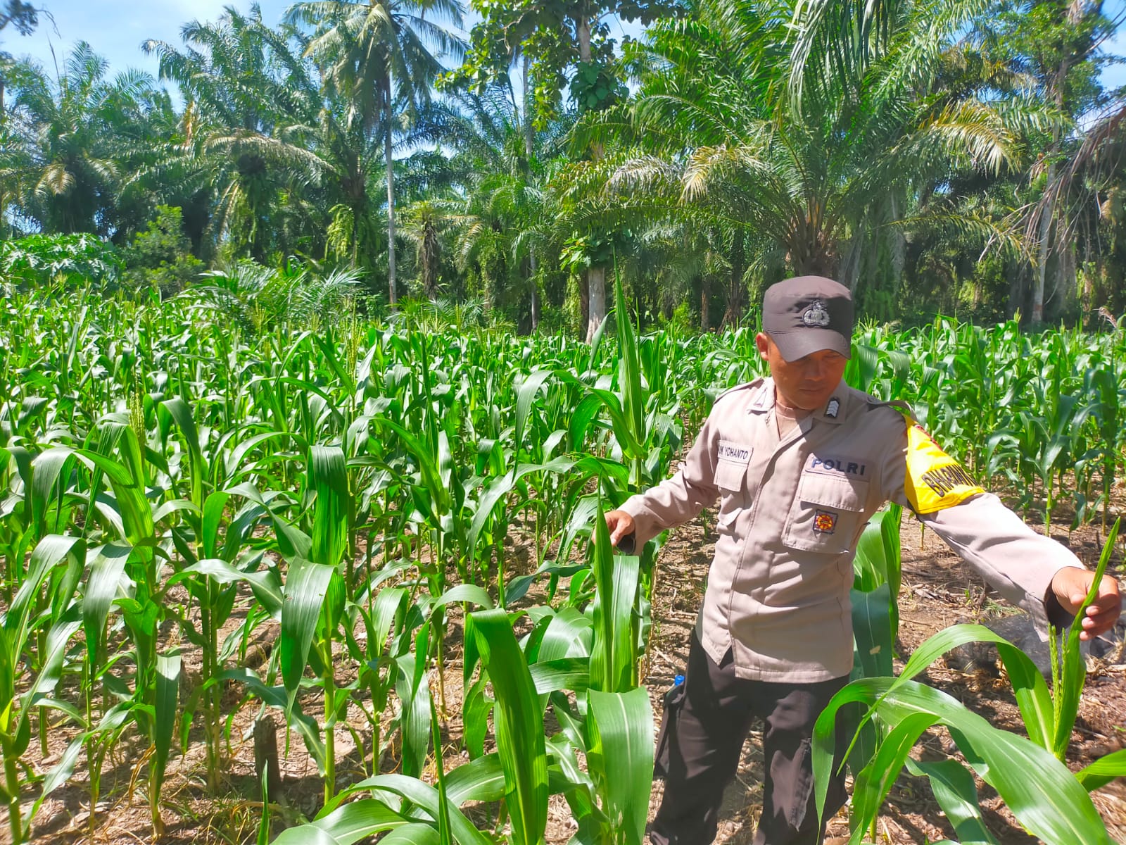 Bhabinkamtibmas Polsek Seginim Dukung Ketahanan Pangan dengan Pemantauan Kebun Jagung di Desa Padang Lebar