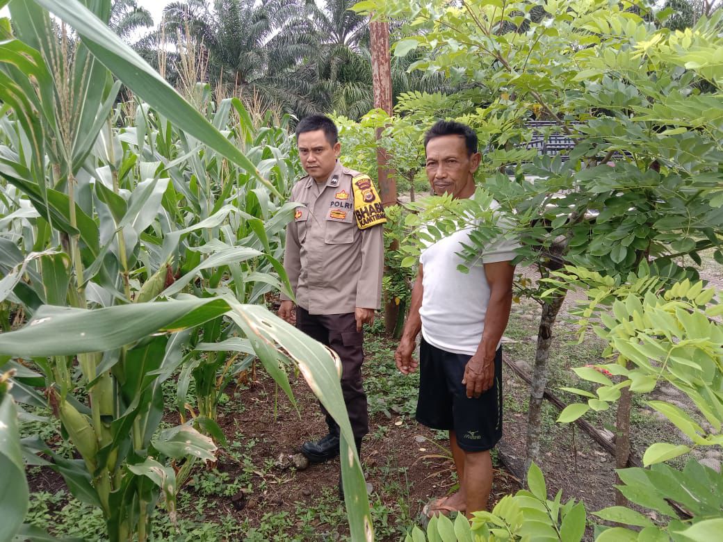 Polres Mukomuko dan Jajaran Polsek Lakukan Pengecekan Lahan Ketahanan Pangan