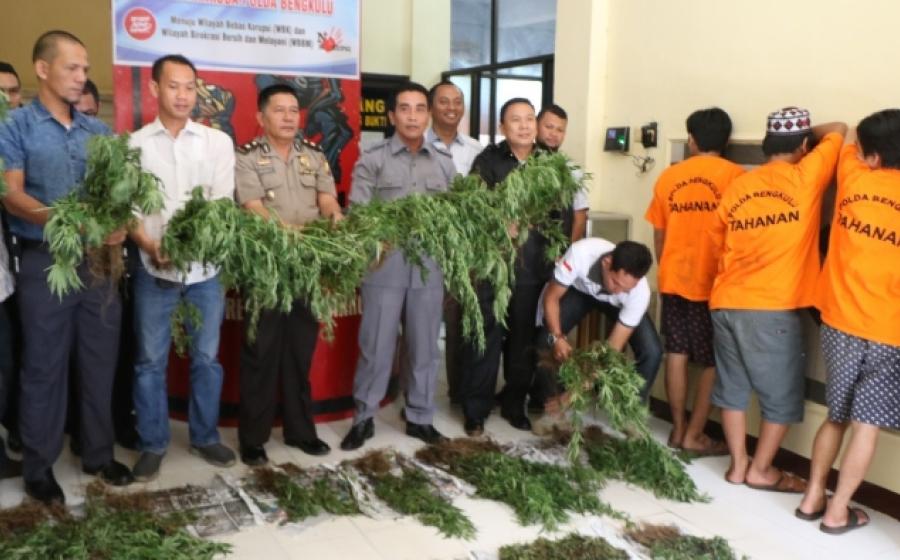 Polda Bengkulu mengungkap 1 hektar ladang Ganja di Rejang Lebong