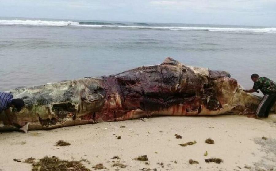 baikai ikan paus terdampar di kab.kaur provinsi bengkulu