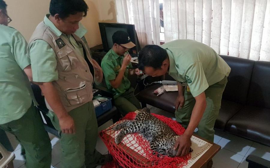 macan-tutul-yang-ngumpet-di-kolong-rumah-berusia-15-tahun