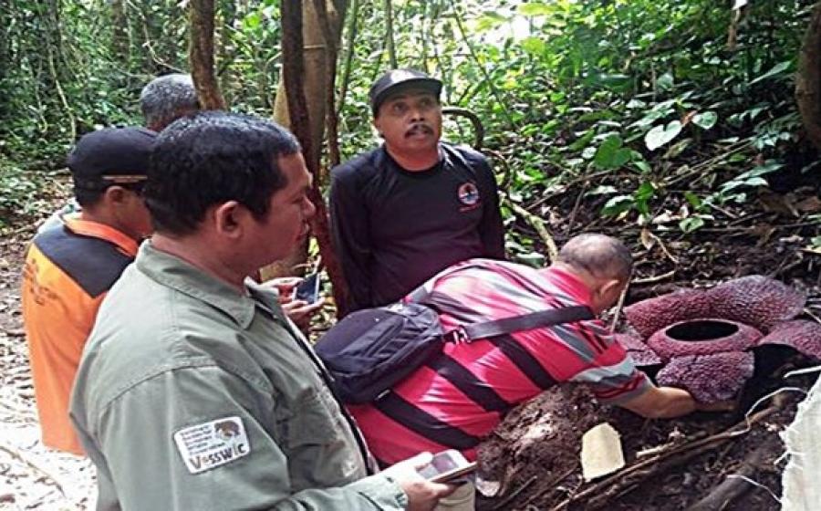 Bunga Rafflesia