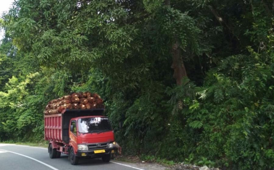Truk Pengangkut Sawit