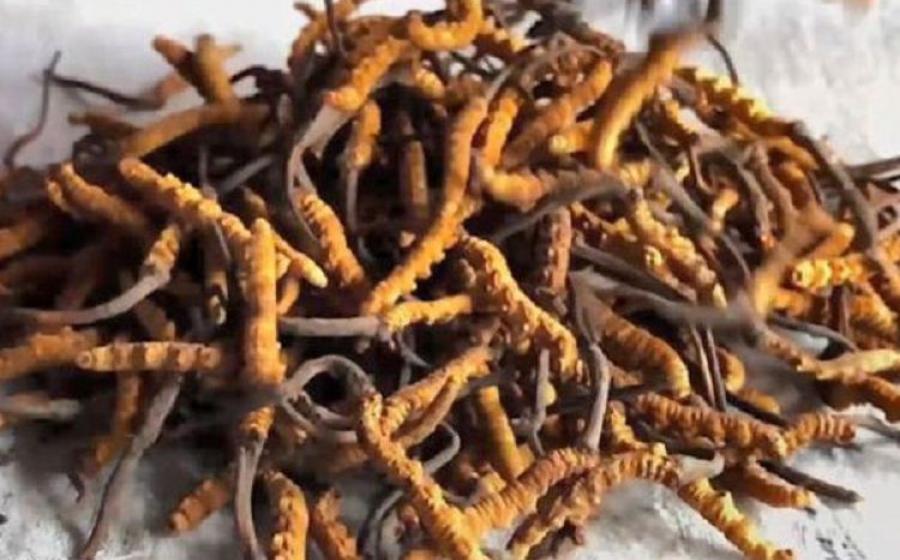 Obat Kuat yang Lebih Mahal dari Emas