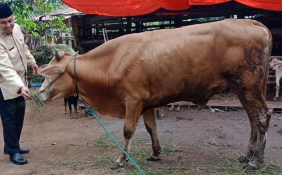 pemkot bengkulu