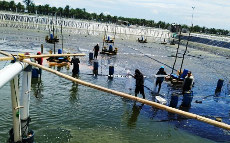 Sidak tambak udang SAM