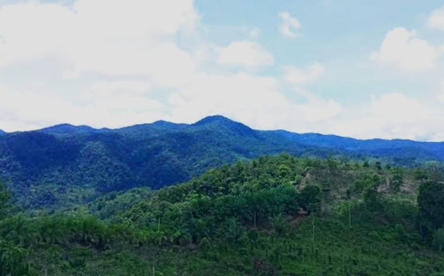 Yayasan Wasinus Gugat Menteri LHK ke PTUN Jakarta, Gara-gara Ubah Status Hutan Lindung Bukit Sanggul Jadi Hutan Produksi Diduga untuk Tambang Emas