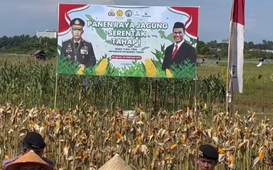 Panen Raya Jagung Serentak di Bengkulu, Dukung Swasembada Pangan 2025