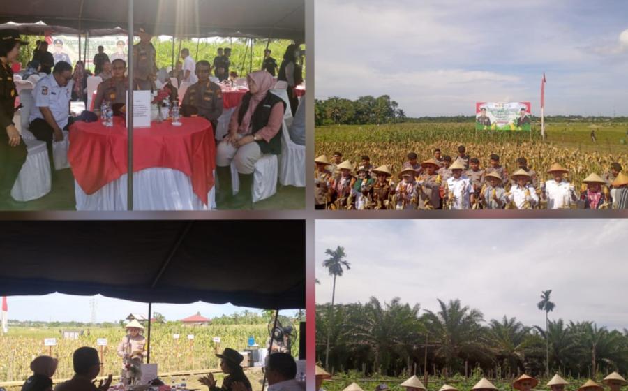 Panen Raya Jagung Serentak Tahap 1 di Wilayah Polsek Teluk Segara Berlangsung Lancar