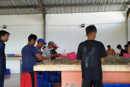 Sidak tambak udang SAM