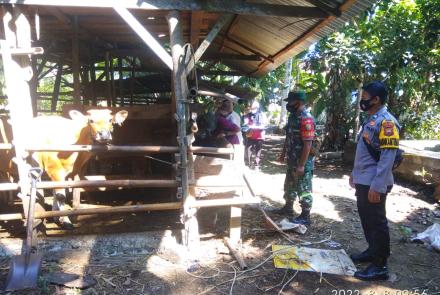 Upaya pengendalian terhadap PMK (Penyakit Mulut dan Kuku), Pilar Desa Sinar Jaya dan Manjunto Jaya Kecamatan Air Manjuto Kabupaten Mukomuko kemarin Senin (09/08/2022) lakukan pendampingan kegiatan pengobatan yang digelar Tim dari Dinas Peternakan.