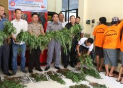 Polda Bengkulu mengungkap 1 hektar ladang Ganja di Rejang Lebong
