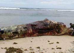baikai ikan paus terdampar di kab.kaur provinsi bengkulu