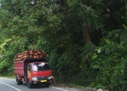 Truk Pengangkut Sawit